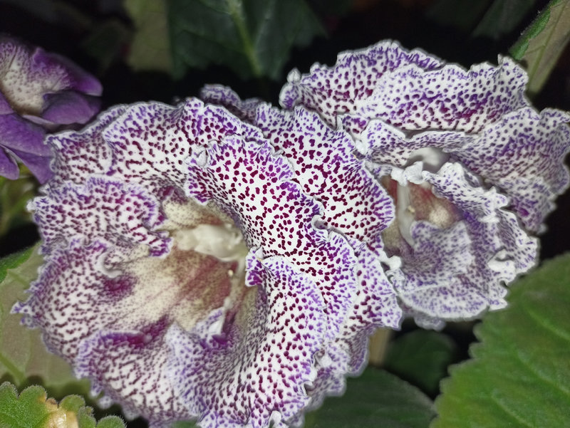 Мои зеленые друзья