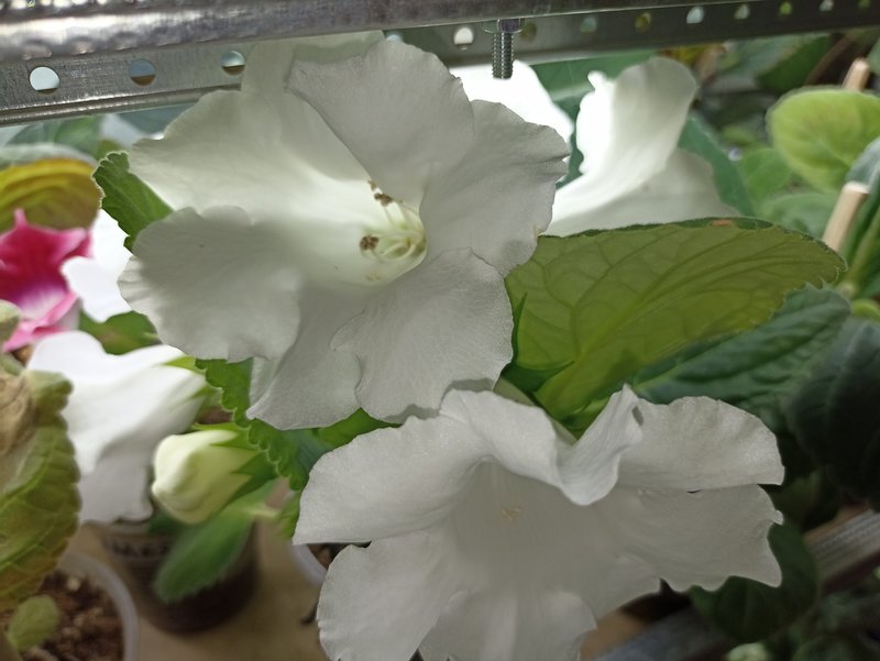 Мои зеленые друзья