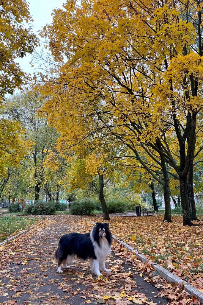  Колли Кристоль и Амабель