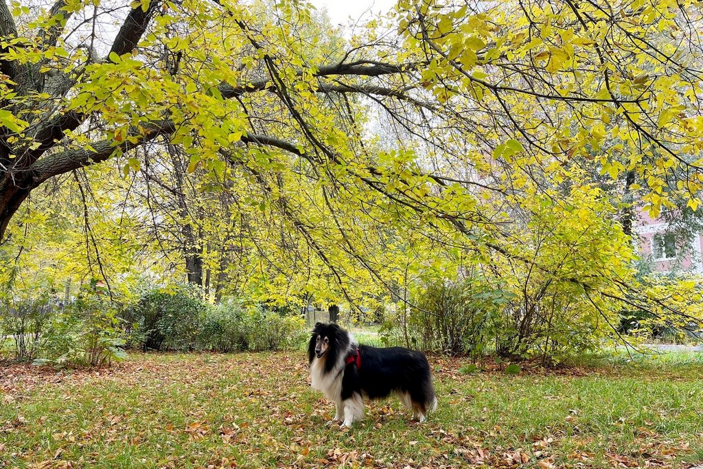  Колли Кристоль и Амабель