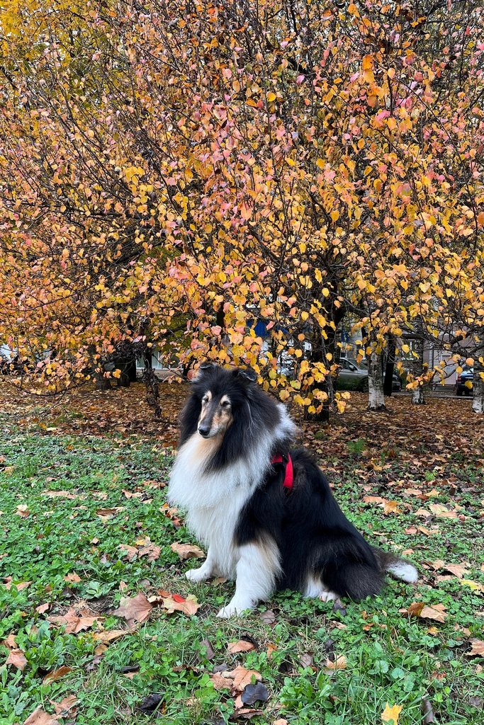  Колли Кристоль и Амабель