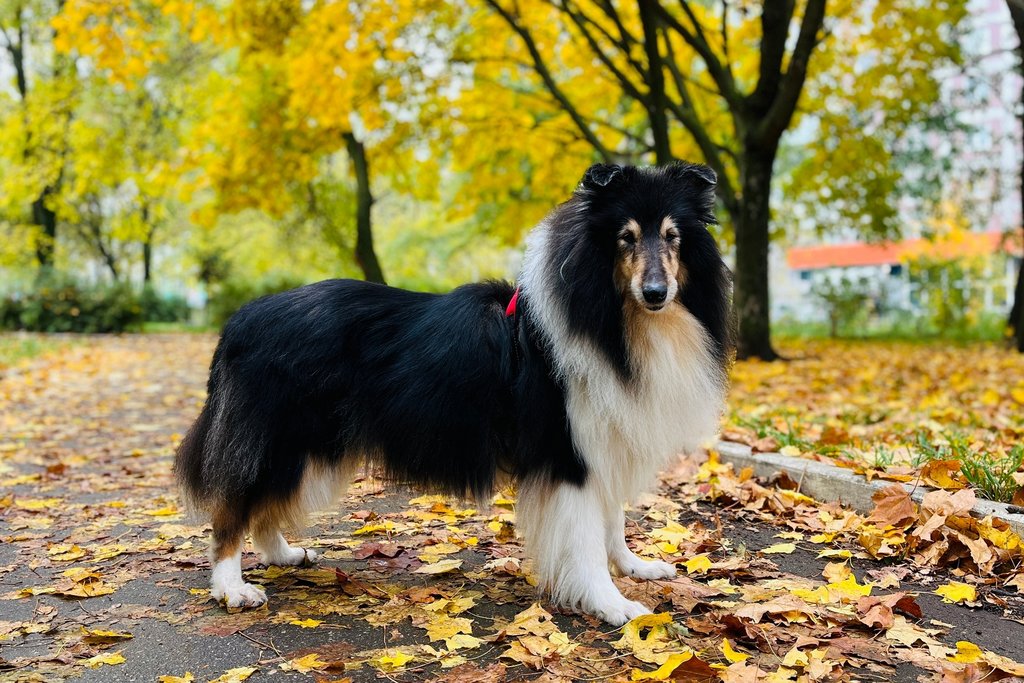  Колли Кристоль и Амабель