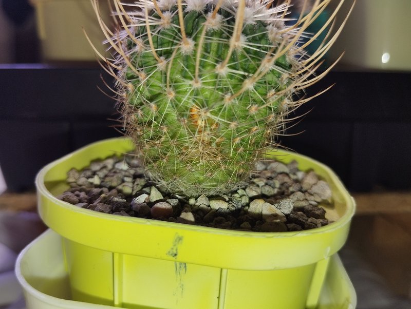 Как разместить фотографии в сообщениях форума