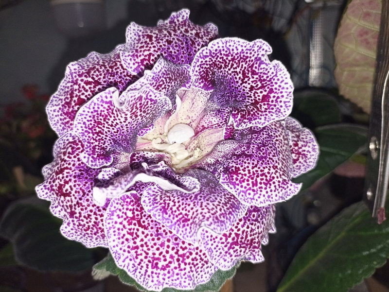 Мои зеленые друзья