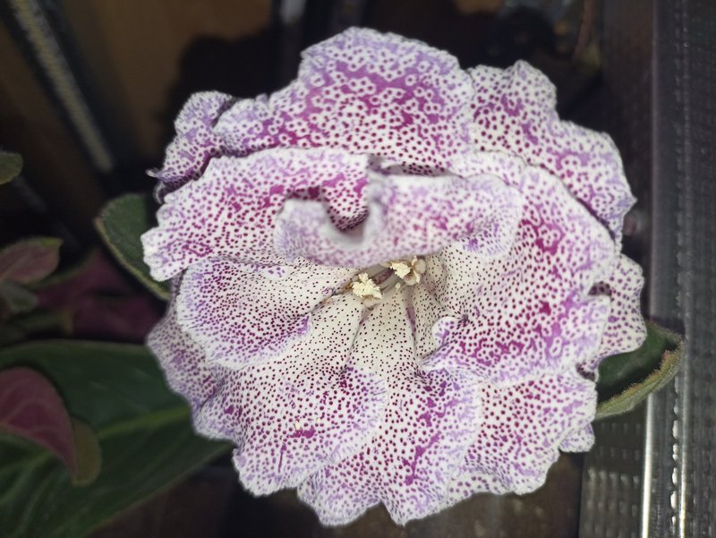 Мои зеленые друзья