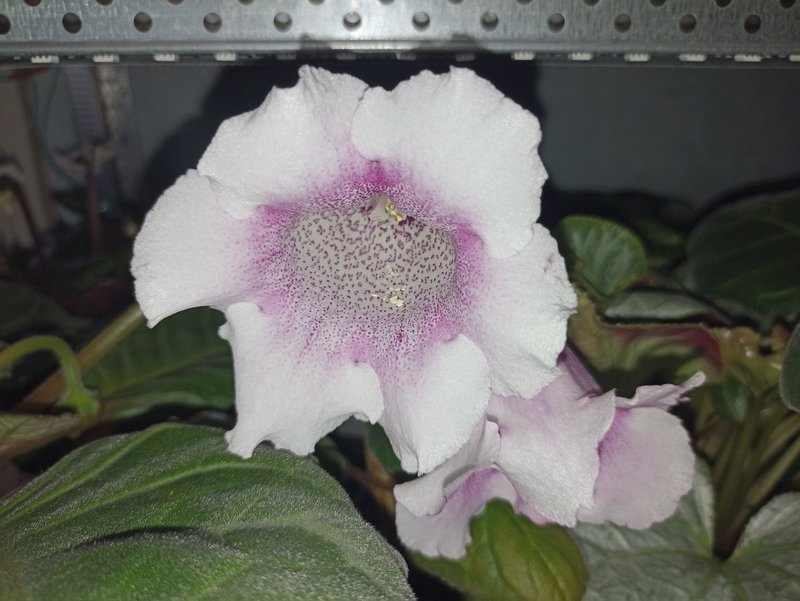 Мои зеленые друзья