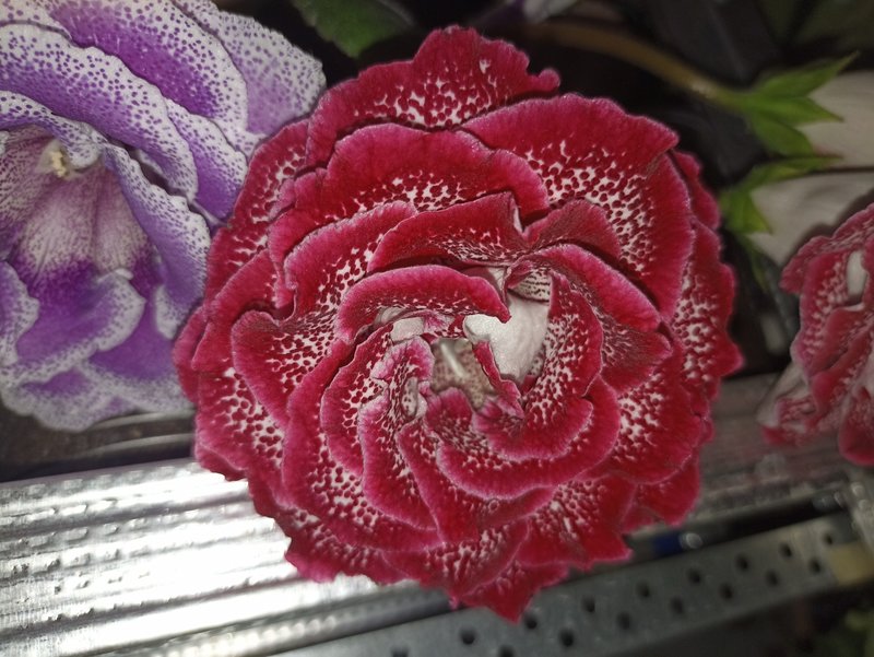 Мои зеленые друзья