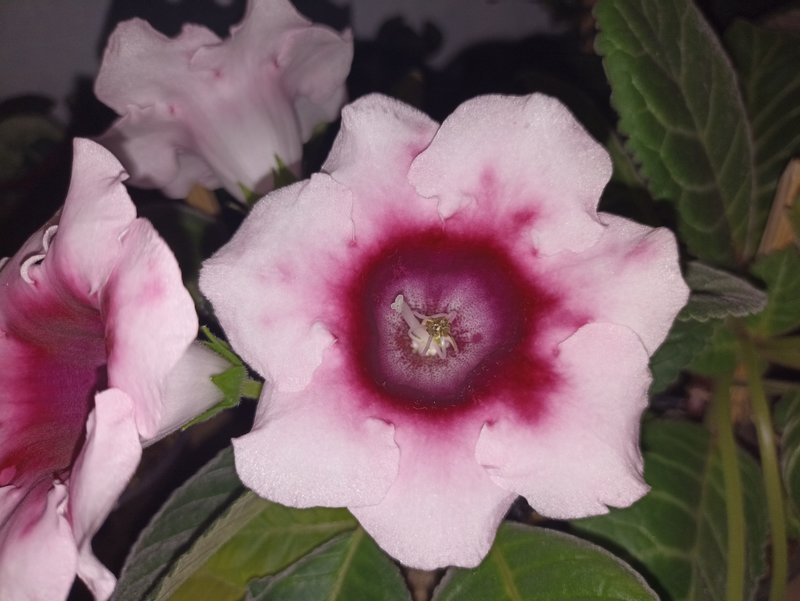 Мои зеленые друзья