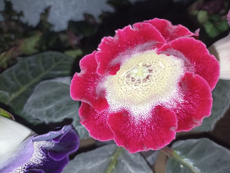 Мои зеленые друзья