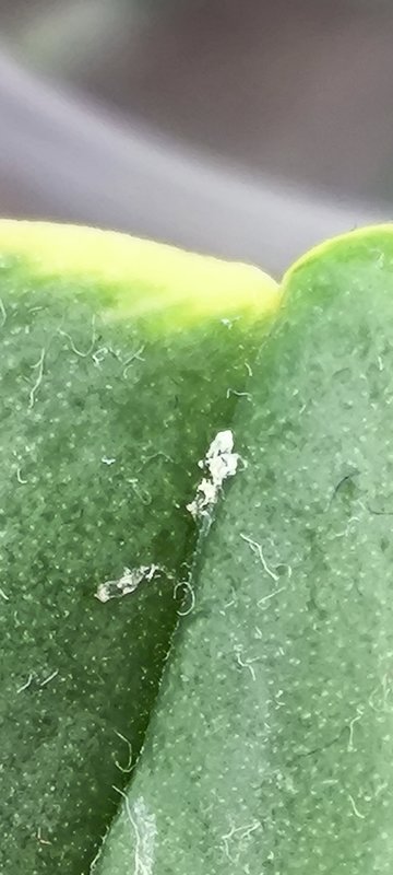 Вредители орхидей