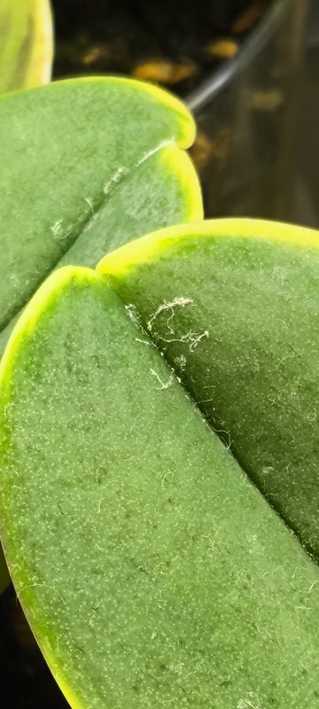 Вредители орхидей