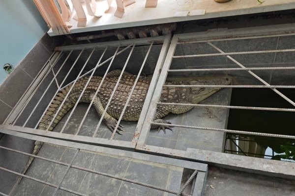 Братья наши меньшие, но не кошки