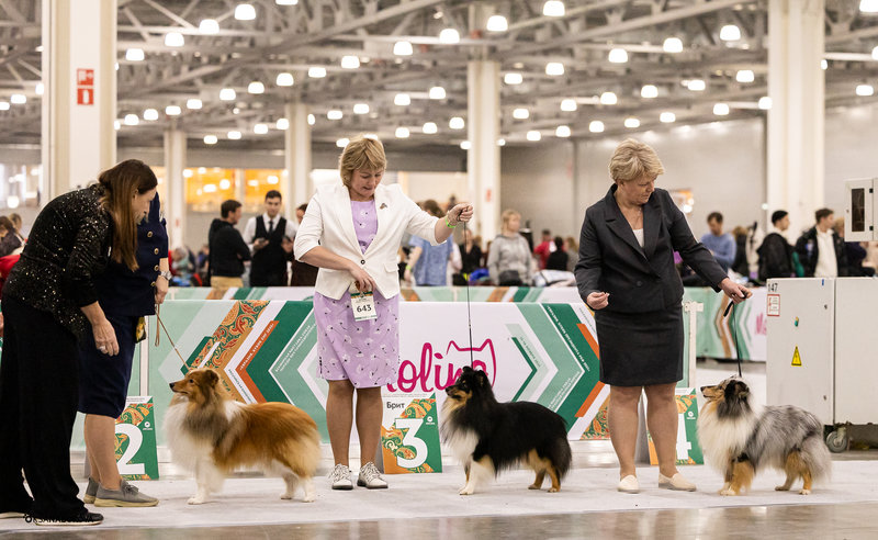 ФОРУМ ЛЮБИТЕЛЕЙ КОЛЛИ И ШЕЛТИ 