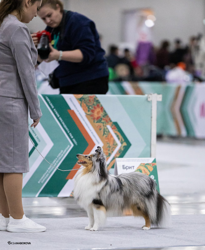 ФОРУМ ЛЮБИТЕЛЕЙ КОЛЛИ И ШЕЛТИ 