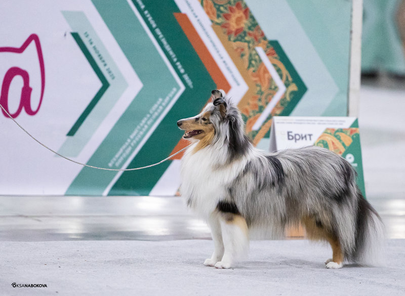 ФОРУМ ЛЮБИТЕЛЕЙ КОЛЛИ И ШЕЛТИ 