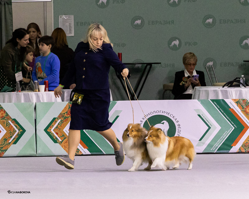 ФОРУМ ЛЮБИТЕЛЕЙ КОЛЛИ И ШЕЛТИ 