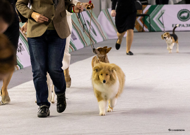 ФОРУМ ЛЮБИТЕЛЕЙ КОЛЛИ И ШЕЛТИ 