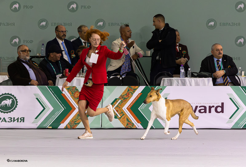 ФОРУМ ЛЮБИТЕЛЕЙ КОЛЛИ И ШЕЛТИ 