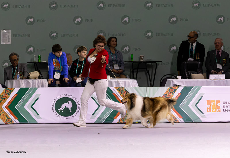 ФОРУМ ЛЮБИТЕЛЕЙ КОЛЛИ И ШЕЛТИ 