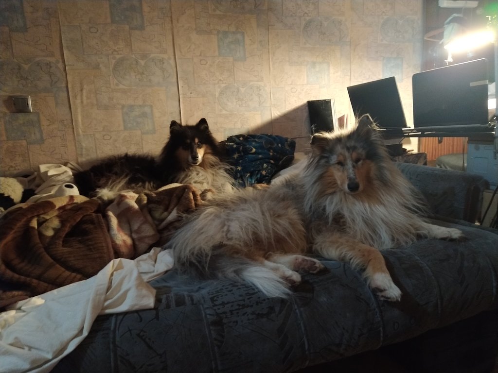 ФОРУМ ЛЮБИТЕЛЕЙ КОЛЛИ И ШЕЛТИ 