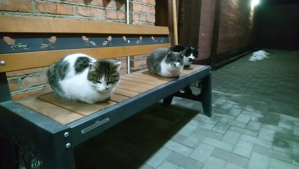 И опять про кошаку:)))
