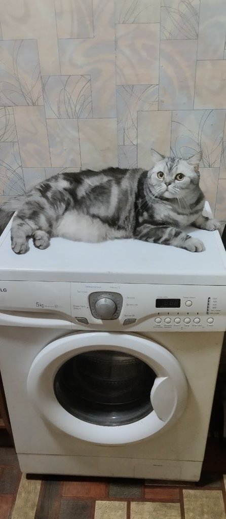 И опять про кошаку:)))