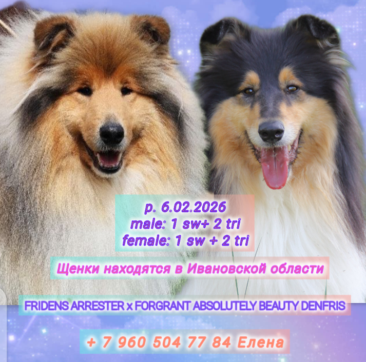 ФОРУМ ЛЮБИТЕЛЕЙ КОЛЛИ И ШЕЛТИ 