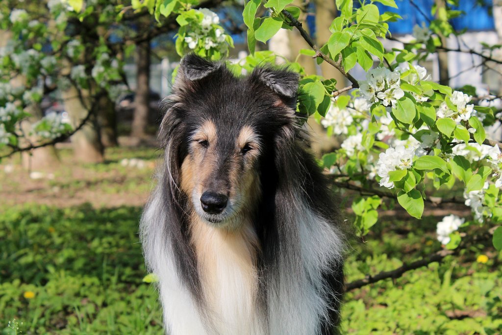  Колли Кристоль и Амабель
