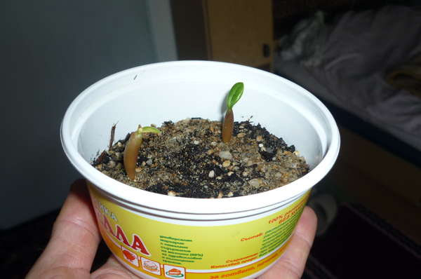 Jak připravit semena adenia pro výsadbu?