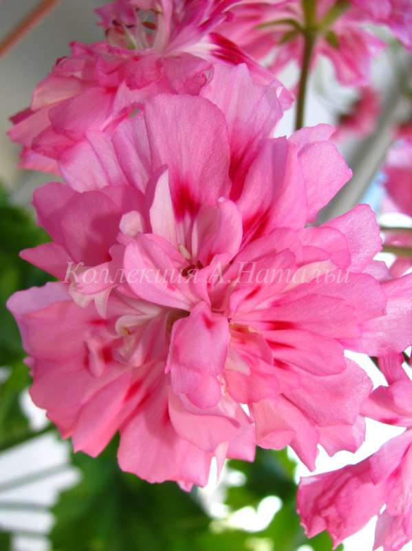 Unicorn zonartic rose пеларгония фото и описание