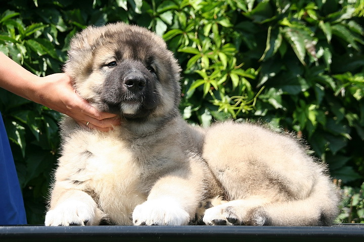 Купить Щенка Великих Луках