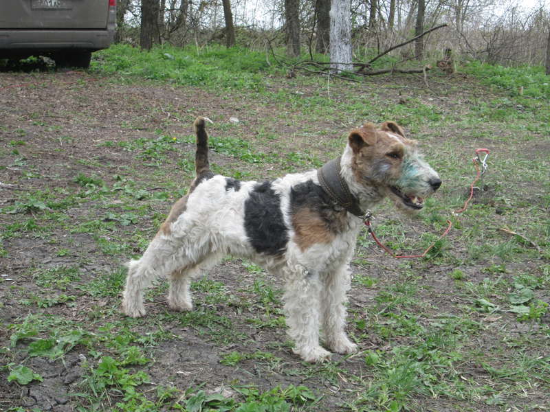 Fox terriers - Page 4 - Earthdogs & Working Terriers - The Hunting Life