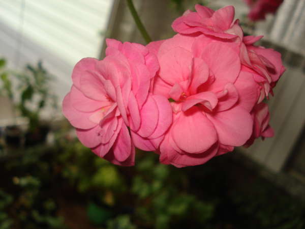 Внешний вид и особенности: