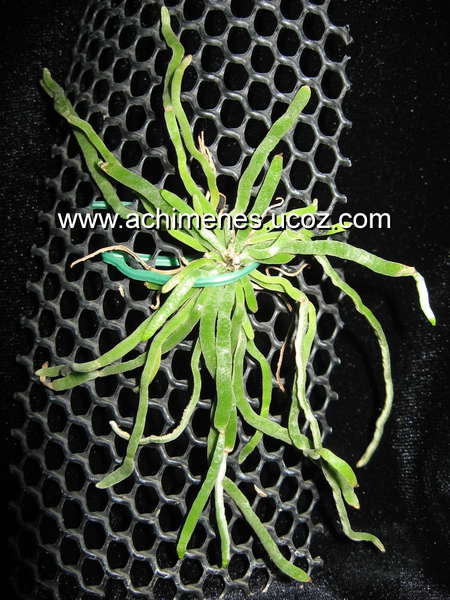 Hyloschista usniform – popis, pěstování, foto
