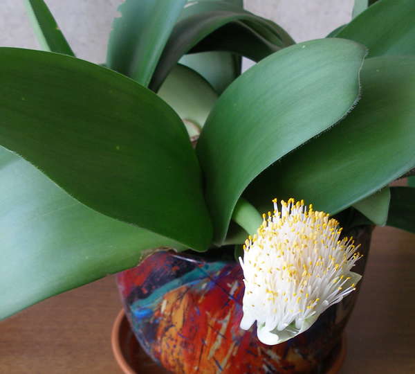 Цветок гемантус фото уход в домашних