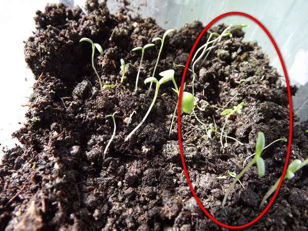 Петуния взошла и не растет почему. Почему не всходят семена петунии в гранулах. Через сколько дней всходит петуния в гранулах после посева.