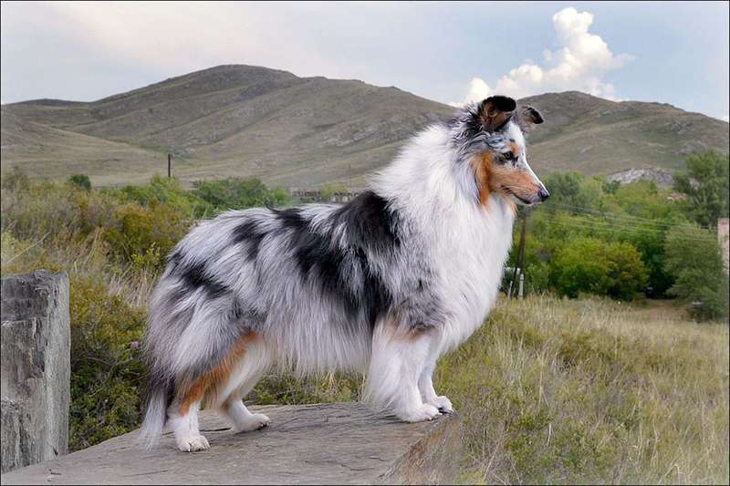 Порода собак байкальский баскервилька фото и описание
