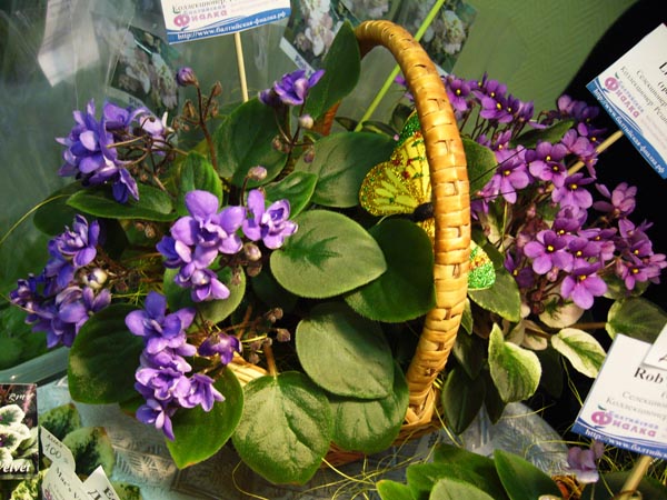 Сад Коллекционных Растений Белгород Интернет Магазин Купить