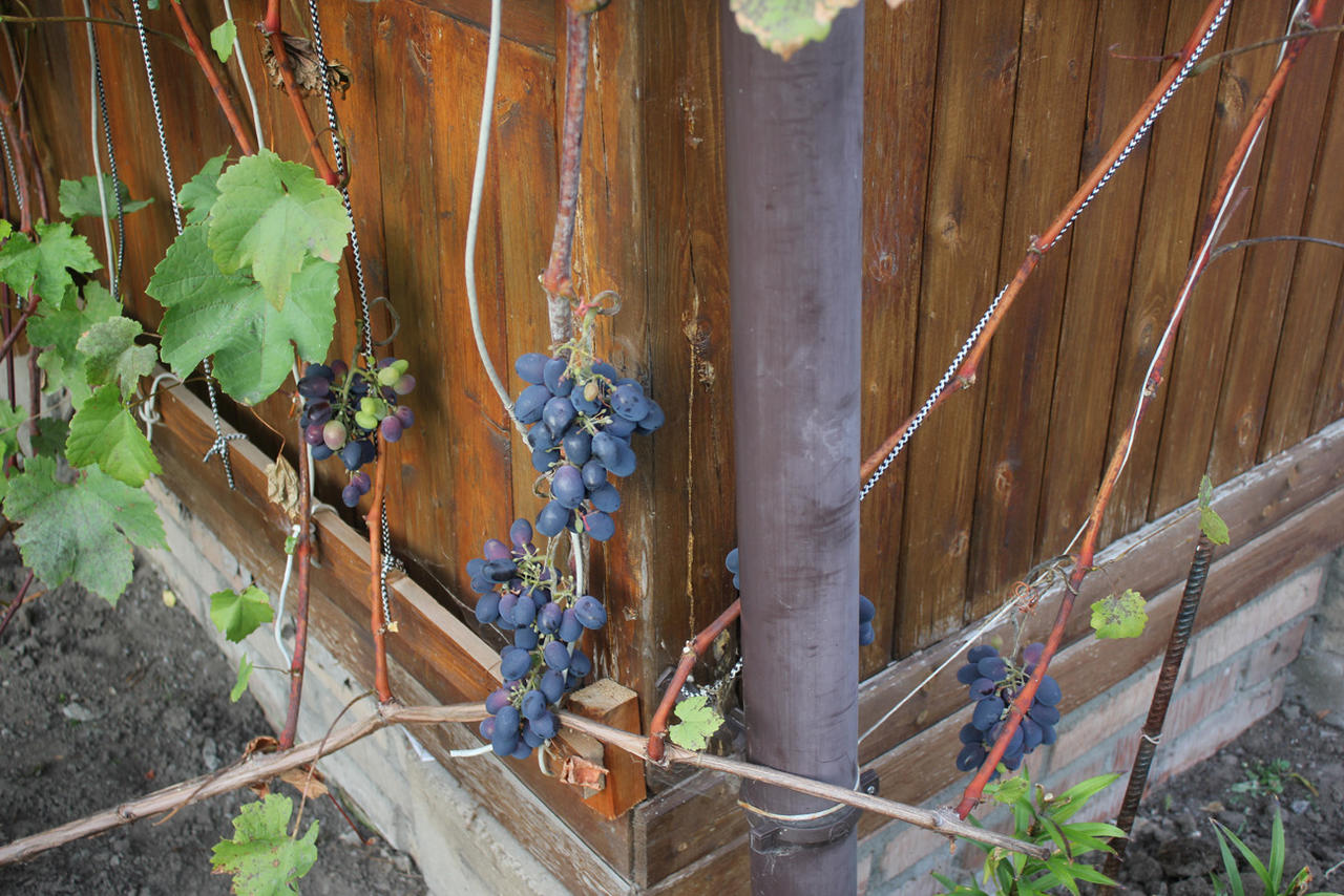 Где лучше посадить виноград