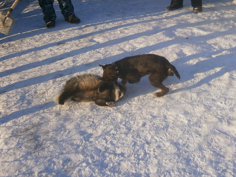 авито собака ши тцу. авито щенки. щенки зсл лайки. чистокровная лайка щенок. вельш-корги дома щенок.