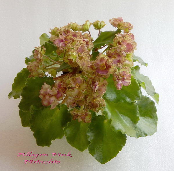 Фиалка allegro pink pistachio фото