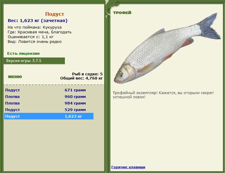 Рыба Подуст Фотография