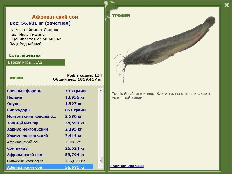 Сколько сом в рублях. Вес африканского сома. Африканский сом на что ловить. Сом скорость роста. Африканский сом сколько весит.