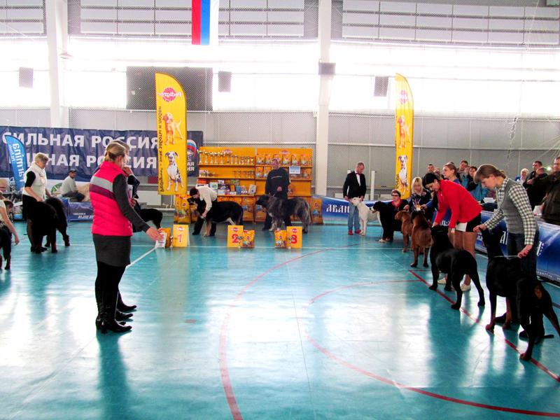 Смоленск выставка собак