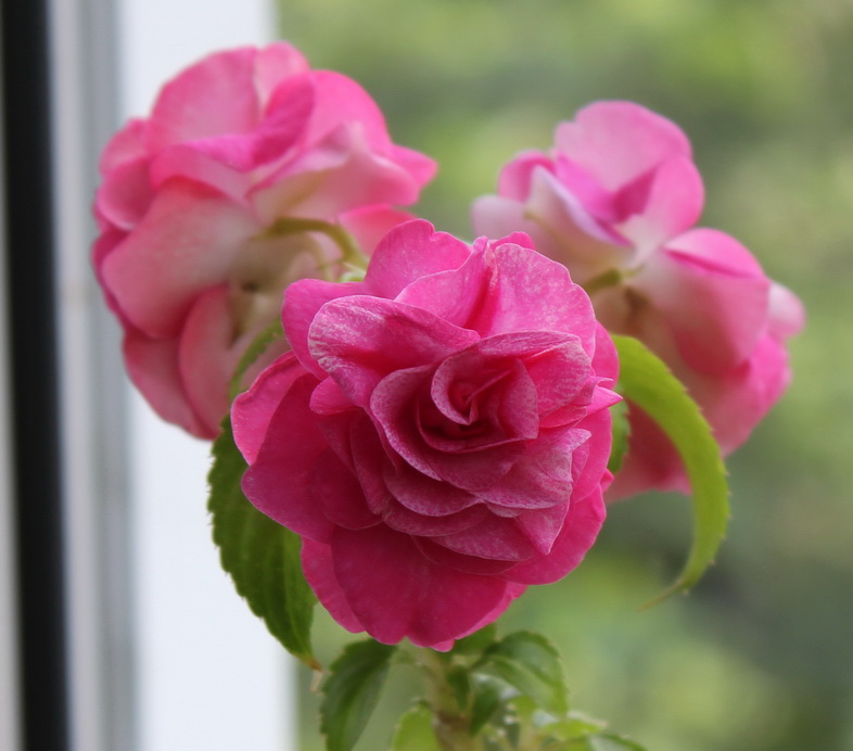 Бальзамин burgundy rose фото