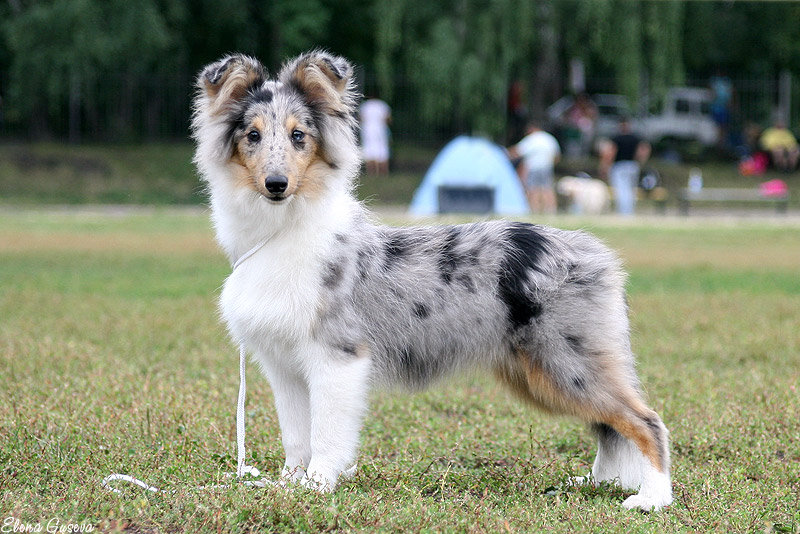 Шелти Щенки Купить