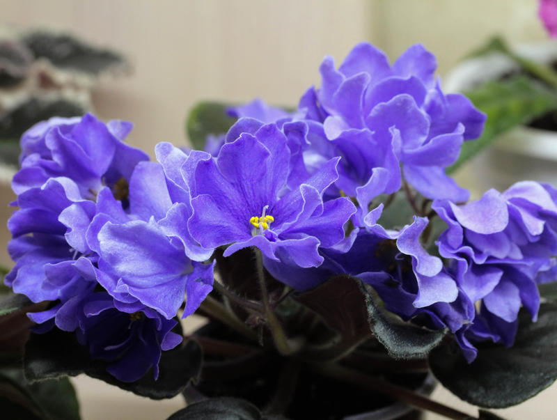 Описание и уход за фиалкой ЛЕ-Арамис: особенности сорта, характеристики и рекомендации по выращиванию, отзывы и советы. Фиалка ЛЕ-Арамис характеристики и особенности правила выращивания и ухода отзывы