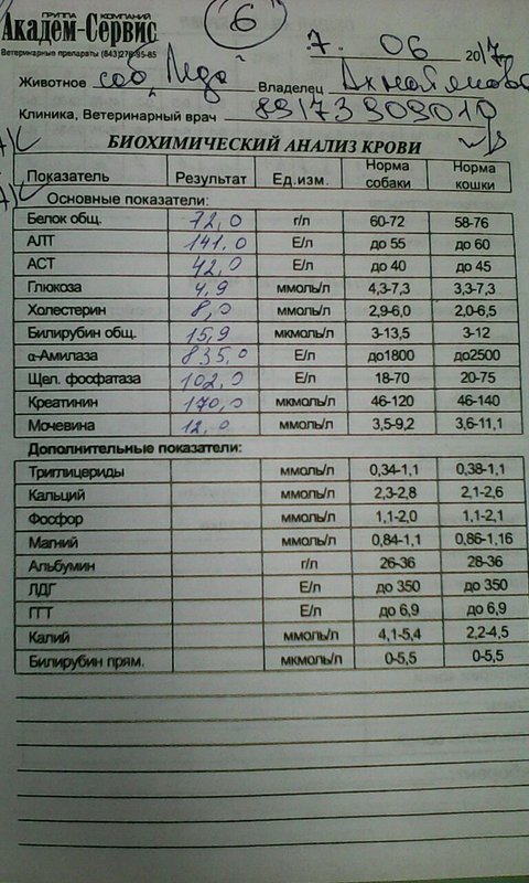 Анализ Крови Собаки Цена