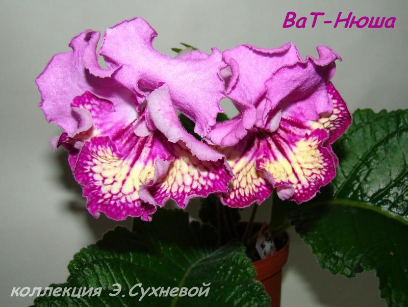 Стрептокарпус ВаТ-Нюша: характеристика сорта, правила выращивания и ухода, отзывы
