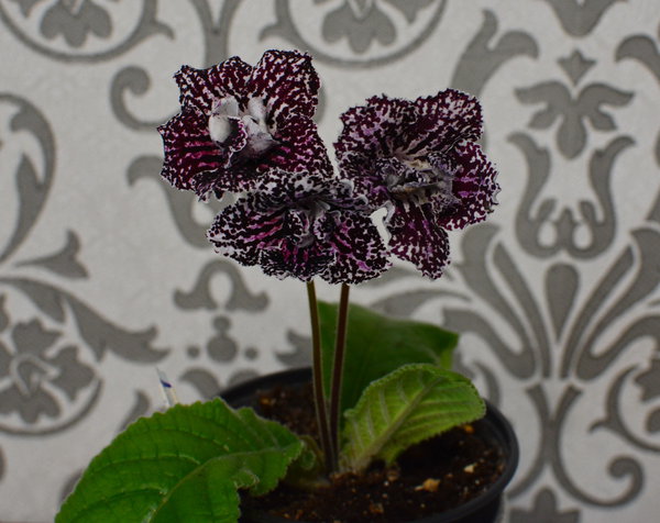 Правила выращивания и ухода